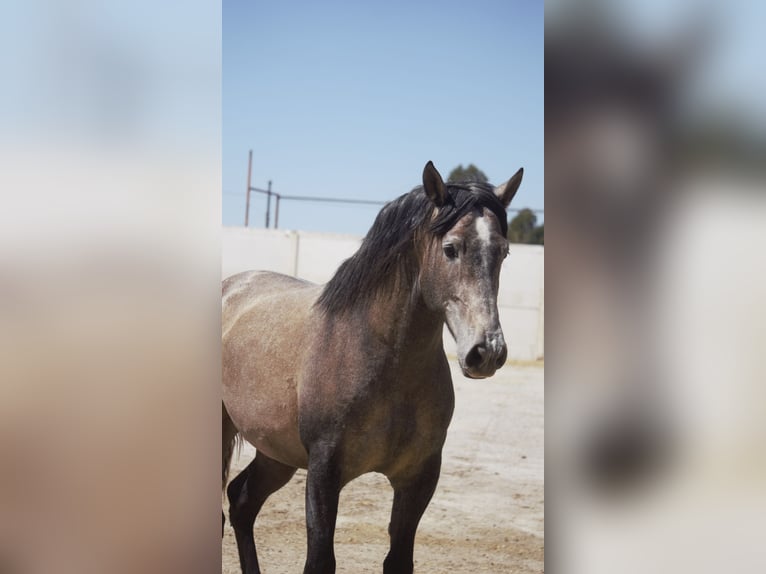PRE Mix Stallion 5 years 16,2 hh Grey in Rafelguaraf