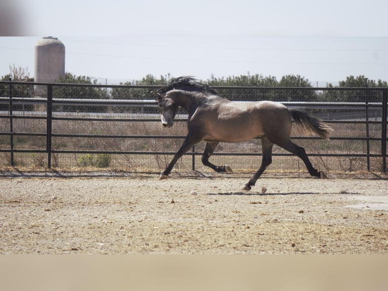 PRE Mix Stallion 5 years 16,2 hh Grey in Rafelguaraf