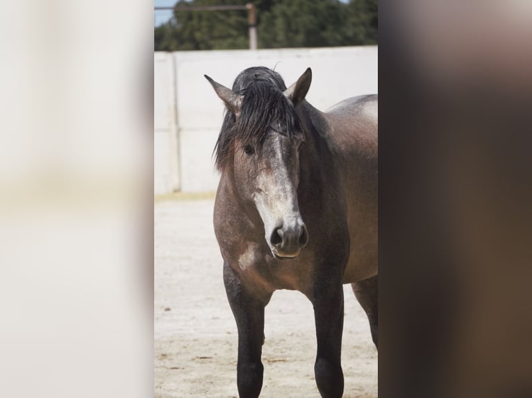 PRE Mix Stallion 5 years 16,2 hh Grey in Rafelguaraf