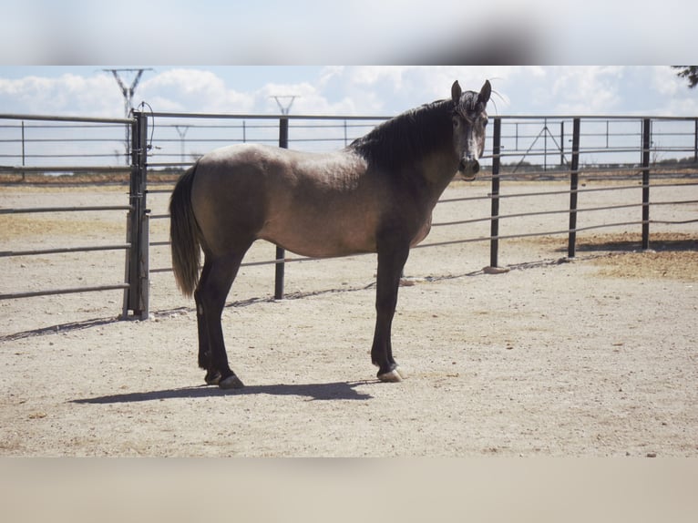 PRE Mix Stallion 5 years 16,2 hh Grey in Rafelguaraf