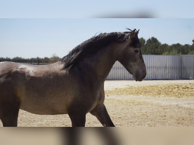 PRE Mix Stallion 5 years 16,2 hh Grey in Rafelguaraf