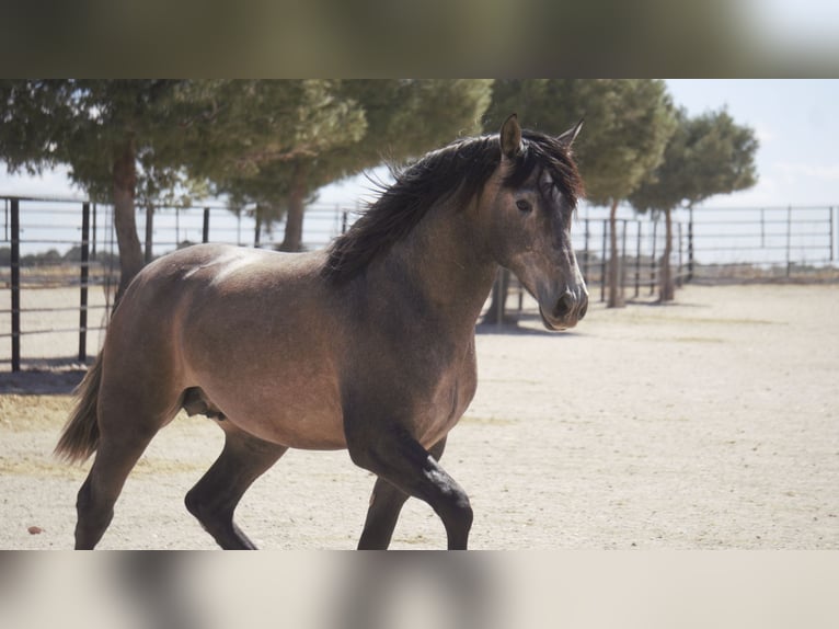 PRE Mix Stallion 5 years 16,2 hh Grey in Rafelguaraf