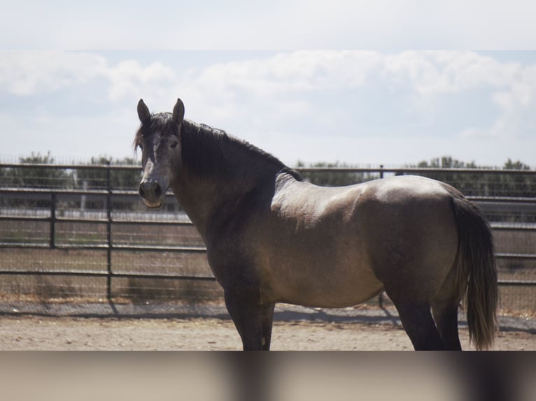 PRE Mix Stallion 5 years 16,2 hh Grey in Rafelguaraf