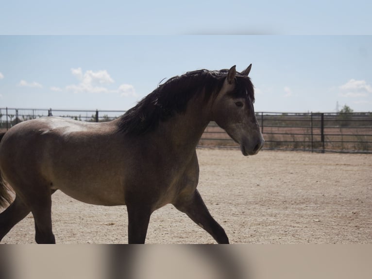 PRE Mix Stallion 5 years 16,2 hh Grey in Rafelguaraf