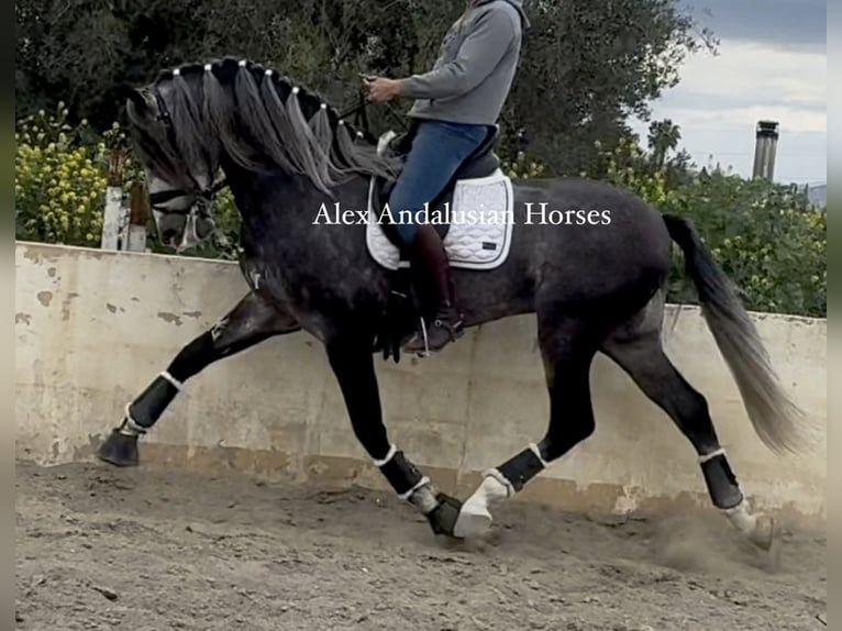 PRE Mix Stallion 5 years 16,2 hh Grey-Dapple in Sevilla