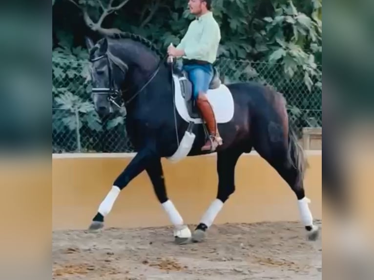 PRE Mix Stallion 5 years 16,2 hh Grey-Dapple in Santa Perpetua de Mogoda