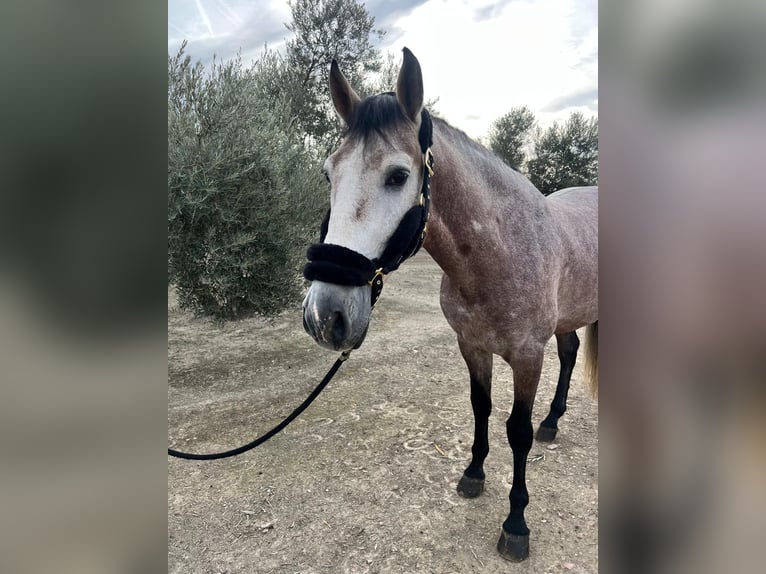 PRE Mix Stallion 5 years 16,2 hh Grey in Bailen