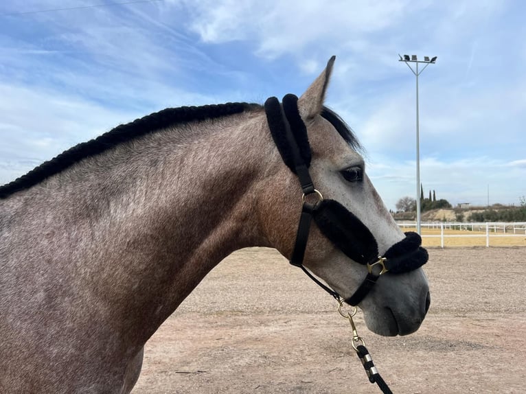 PRE Mix Stallion 5 years 16,2 hh Grey in Bailen