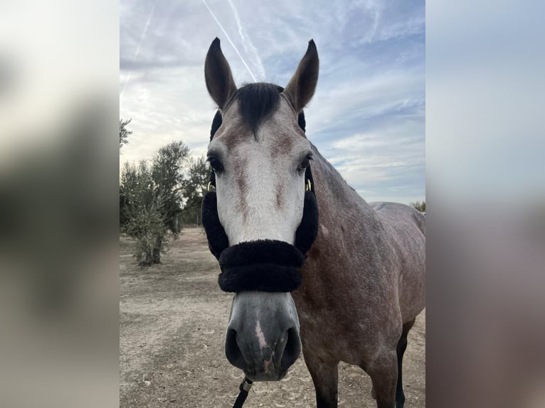 PRE Mix Stallion 5 years 16,2 hh Grey in Bailen