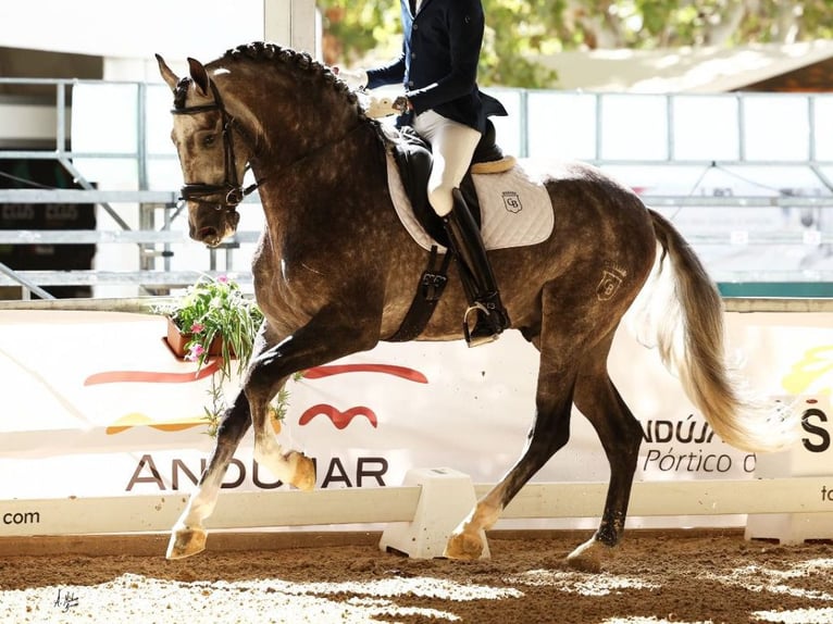 PRE Mix Stallion 5 years 16,2 hh Grey in Navas Del Madro&#xF1;o