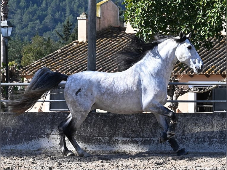 PRE Mix Stallion 5 years 16,2 hh Grey in Mallorca