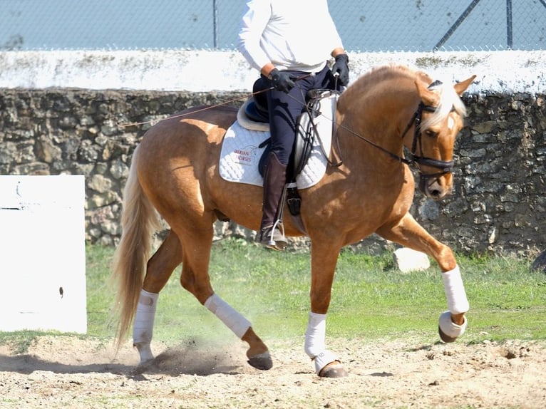 PRE Mix Stallion 5 years 16,2 hh Palomino in NAVAS DEL MADRONO