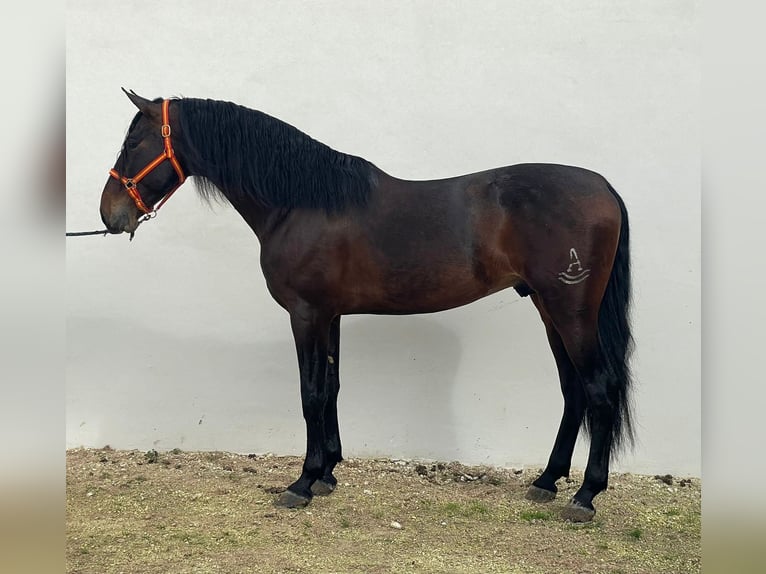 PRE Mix Stallion 5 years 16,3 hh Bay-Dark in Marchena