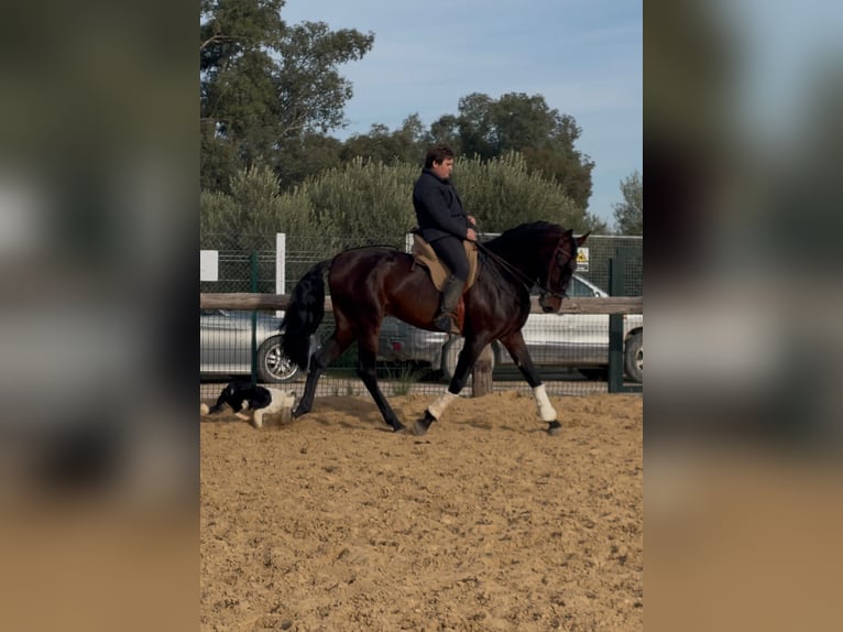 PRE Mix Stallion 5 years 16,3 hh Bay-Dark in Marchena