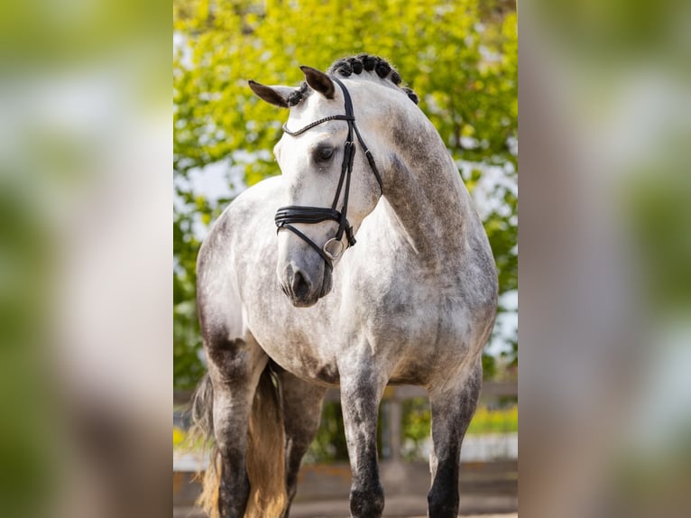 PRE Mix Stallion 5 years 16,3 hh Gray in Sm
