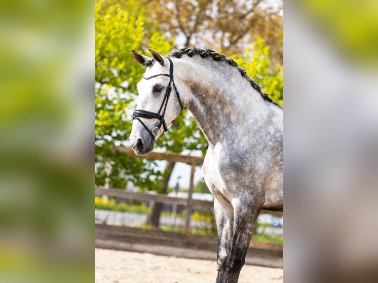 PRE Mix Stallion 5 years 16,3 hh Gray in Sm