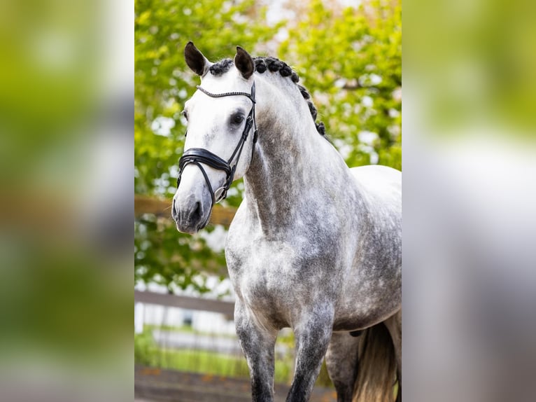 PRE Mix Stallion 5 years 16,3 hh Gray in Sm