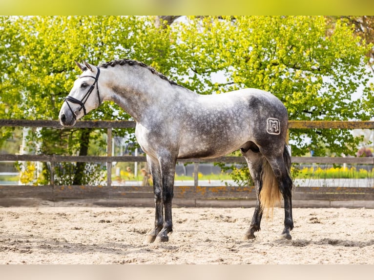PRE Mix Stallion 5 years 16,3 hh Gray in Sm