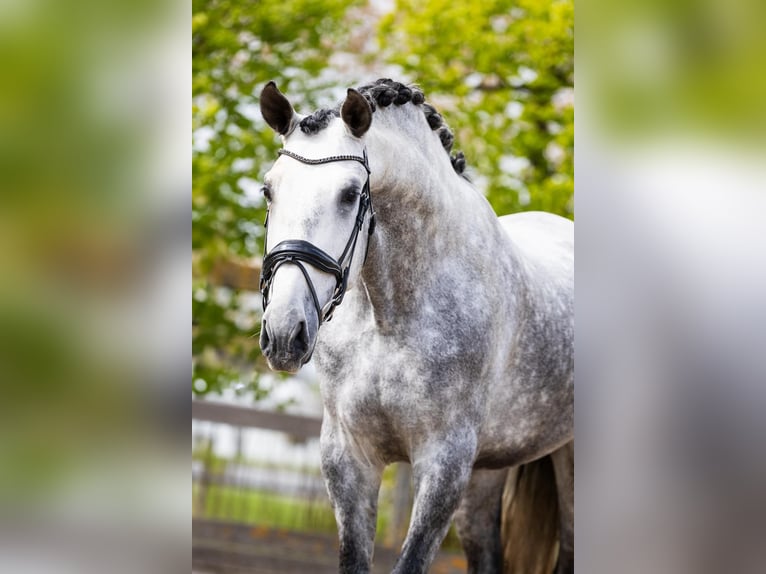 PRE Mix Stallion 5 years 16,3 hh Gray in Sm