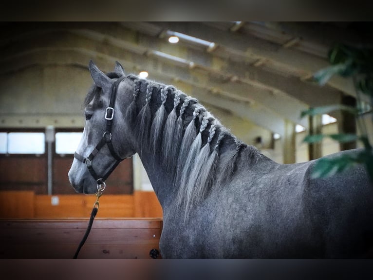 PRE Stallion 5 years 16,3 hh Grey-Dapple in HEUVELLAND