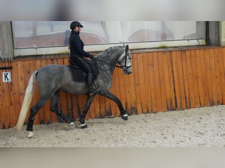 PRE Stallion 5 years 16,3 hh Grey-Dapple in HEUVELLAND