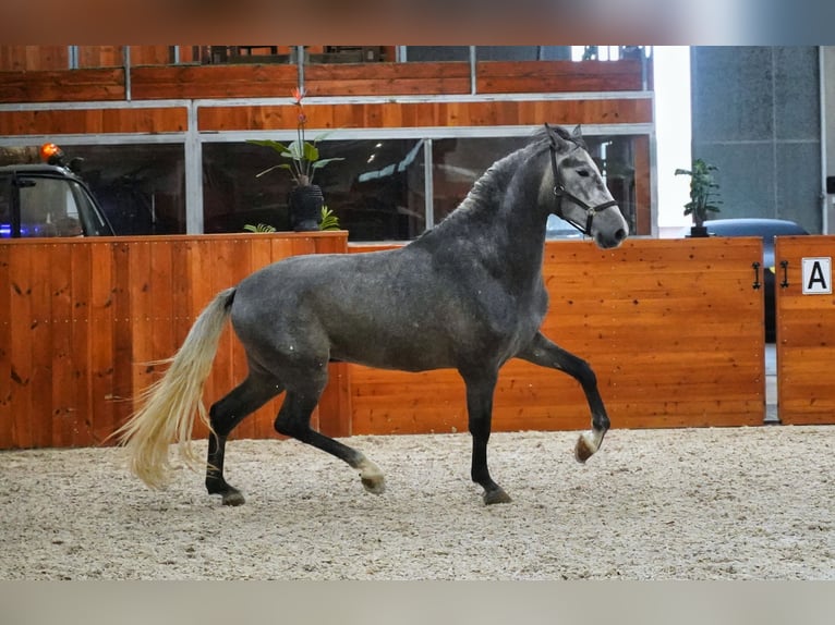 PRE Stallion 5 years 16,3 hh Grey-Dapple in HEUVELLAND
