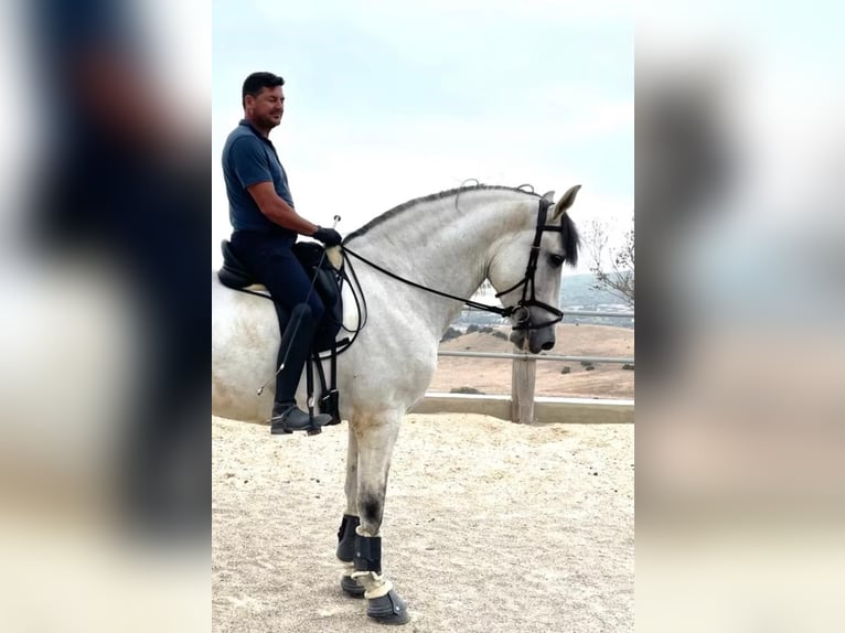PRE Mix Stallion 5 years 16,3 hh Grey in Übersee