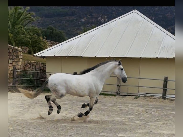 PRE Mix Stallion 5 years 16,3 hh Grey in Übersee
