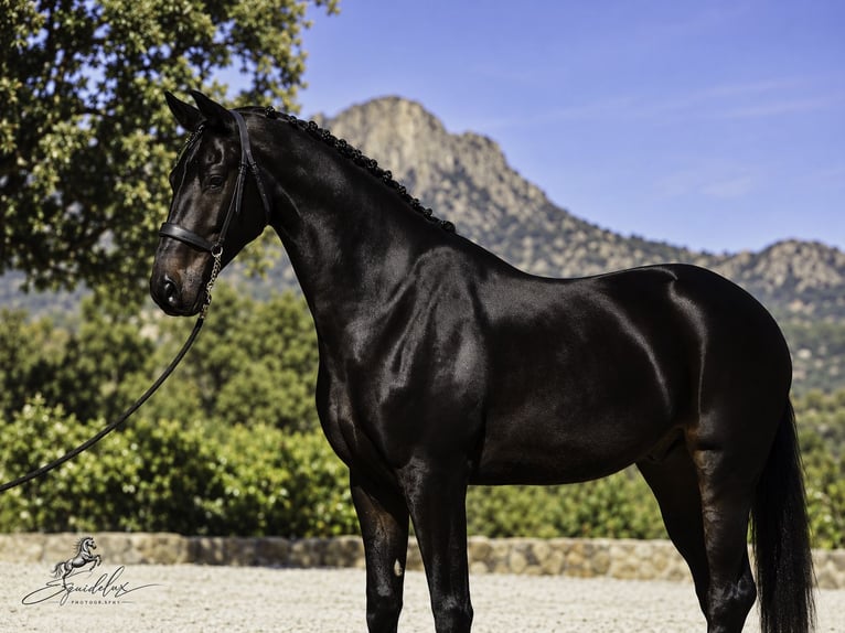 PRE Mix Stallion 5 years 17.1 hh Bay-Dark in LA CABRERA