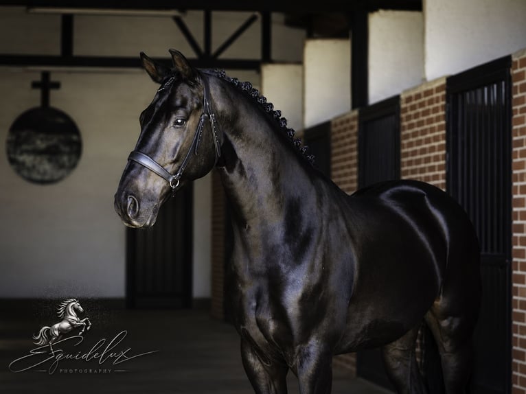 PRE Mix Stallion 5 years 17.1 hh Bay-Dark in LA CABRERA