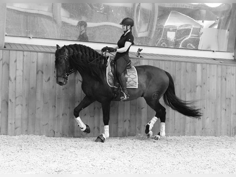 PRE Mix Stallion 5 years 17,1 hh Bay-Dark in HEUVELLAND