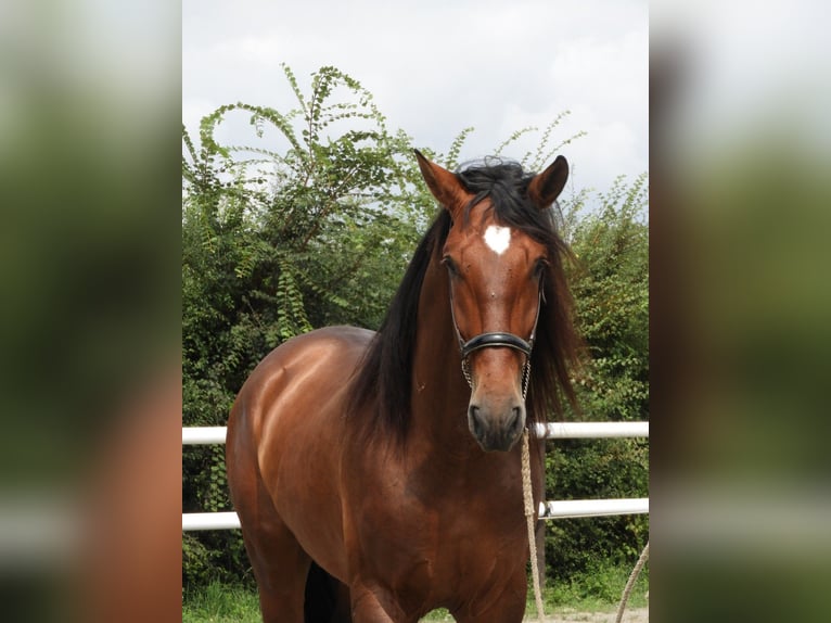 PRE Mix Stallion 5 years 17,1 hh Brown in Maisonnais