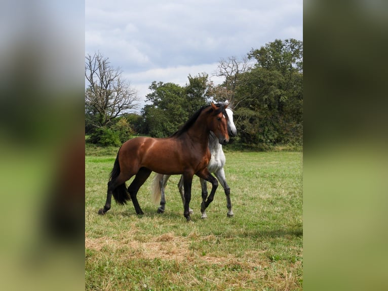 PRE Mix Stallion 5 years 17,1 hh Brown in Maisonnais