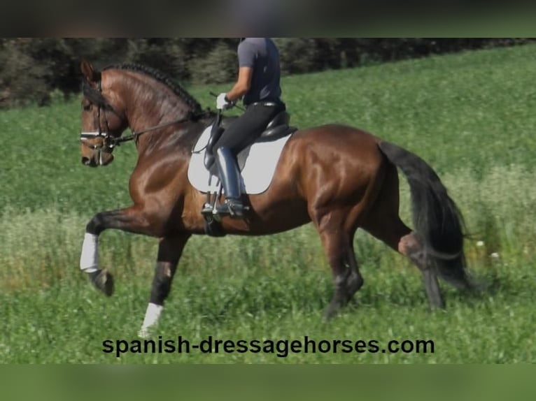 PRE Mix Stallion 5 years 17,1 hh Brown in Barcelona