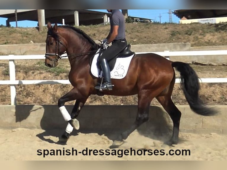 PRE Mix Stallion 5 years 17,1 hh Brown in Barcelona