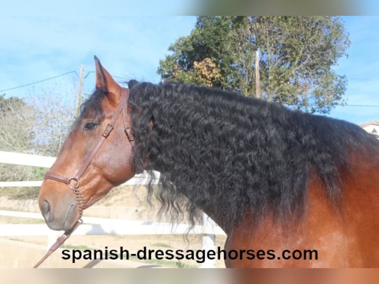 PRE Mix Stallion 5 years 17,1 hh Brown in Barcelona