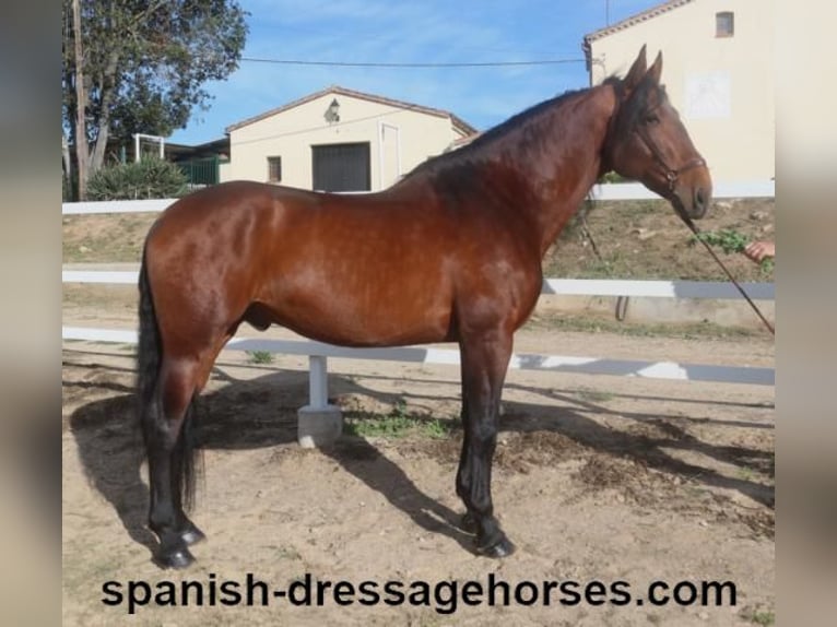 PRE Mix Stallion 5 years 17,1 hh Brown in Barcelona