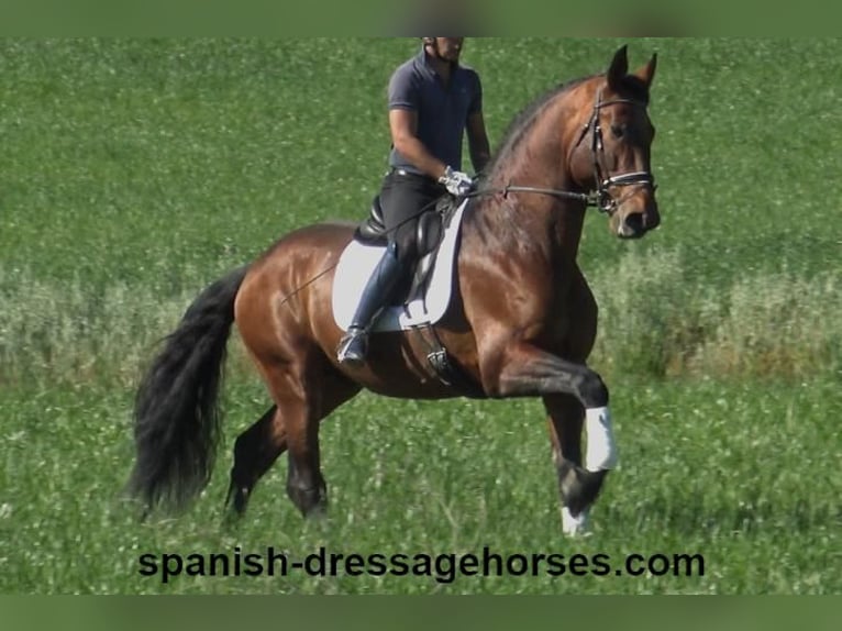 PRE Mix Stallion 5 years 17,1 hh Brown in Barcelona