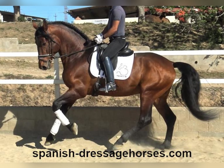 PRE Mix Stallion 5 years 17,1 hh Brown in Barcelona