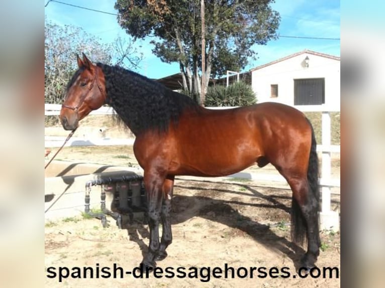 PRE Mix Stallion 5 years 17,1 hh Brown in Barcelona