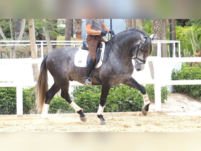 PRE Mix Stallion 5 years 17,1 hh Gray in NAVAS DEL MADRONO