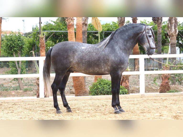 PRE Mix Stallion 5 years 17,1 hh Gray in NAVAS DEL MADRONO