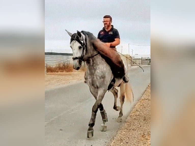 PRE Stallion 5 years 17.1 hh Grey-Dapple in Sevilla