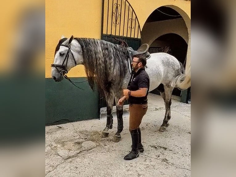 PRE Stallion 5 years 17.1 hh Grey-Dapple in Sevilla