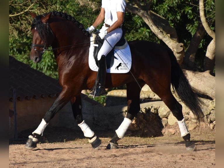 PRE Stallion 5 years 17,2 hh Bay-Dark in Mallorca