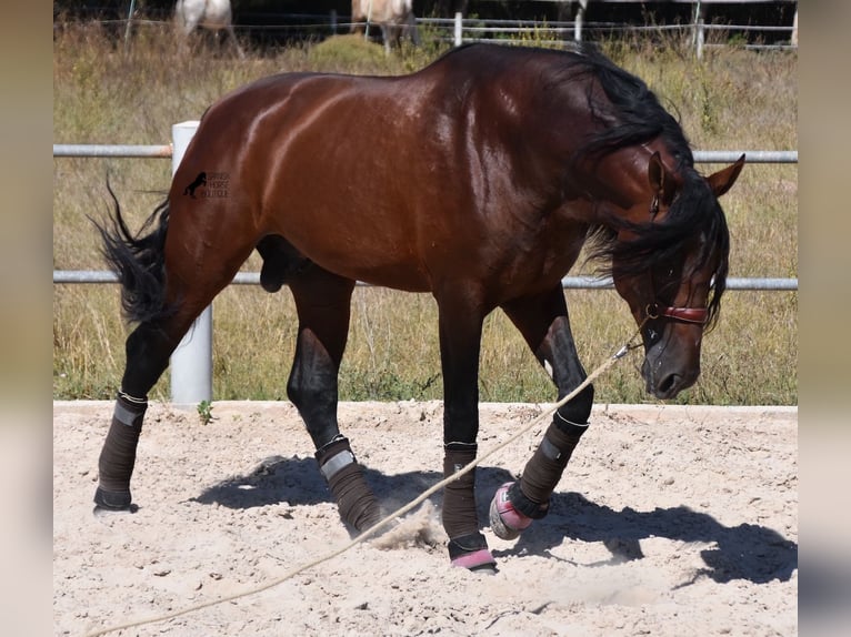 PRE Stallion 5 years 17,2 hh Bay-Dark in Mallorca