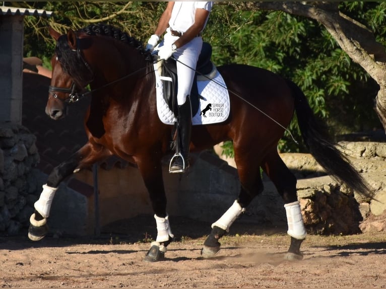 PRE Stallion 5 years 17,2 hh Bay-Dark in Mallorca