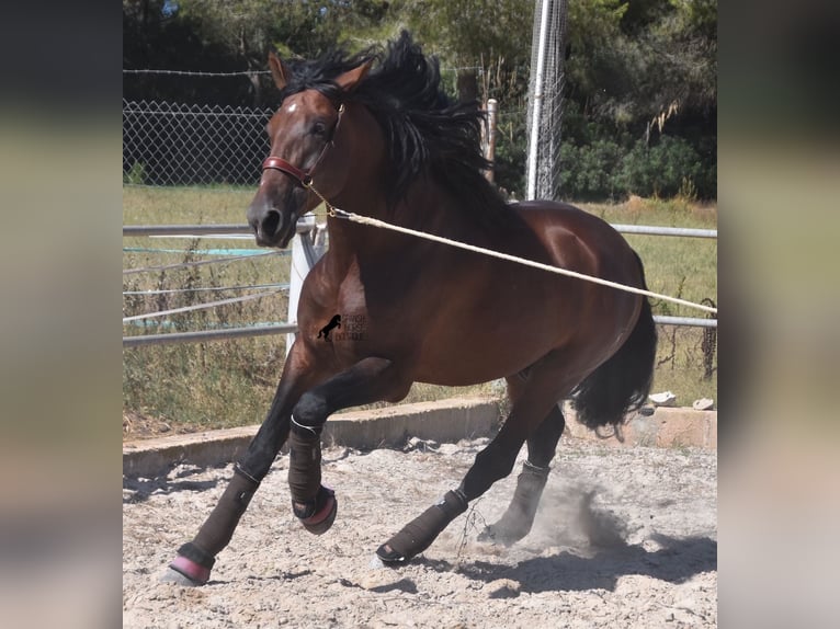 PRE Stallion 5 years 17,2 hh Bay-Dark in Mallorca