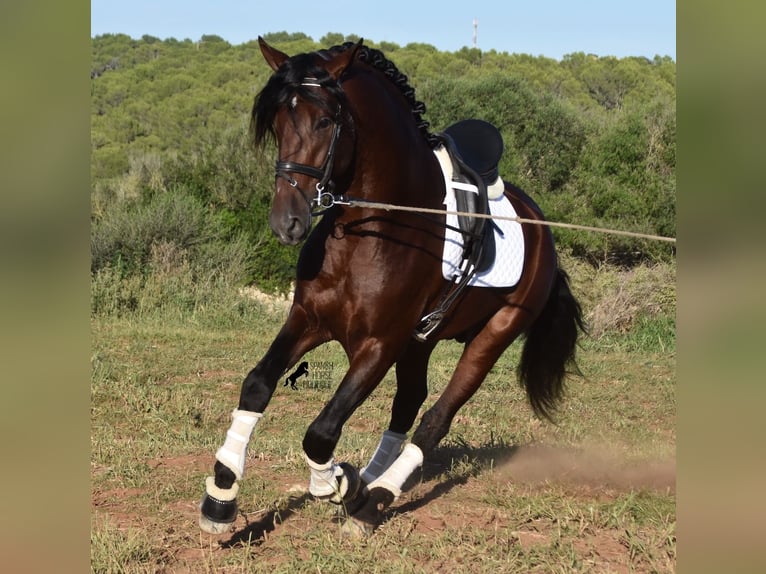 PRE Stallion 5 years 17,2 hh Bay-Dark in Mallorca