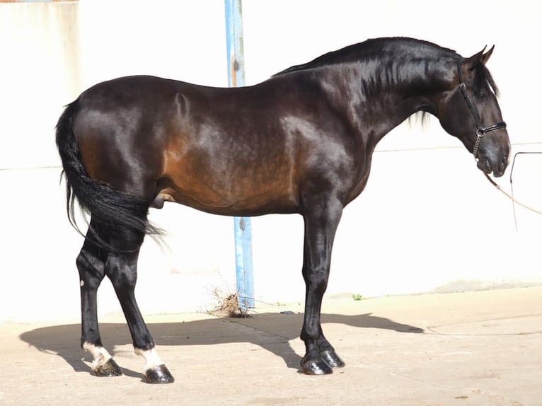 PRE Mix Stallion 5 years 17 hh Bay in NAVAS DEL MADRONO